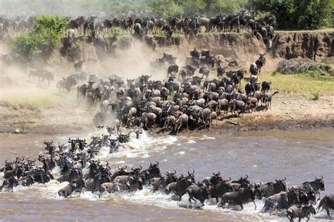 5 Day Masai Mara Migration – Ashford Safaris