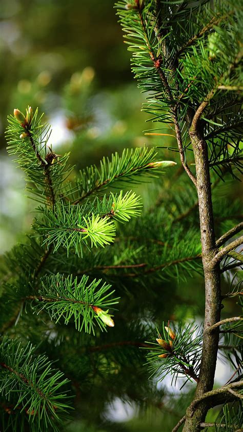 Pine tree, green, nature, HD phone wallpaper | Peakpx