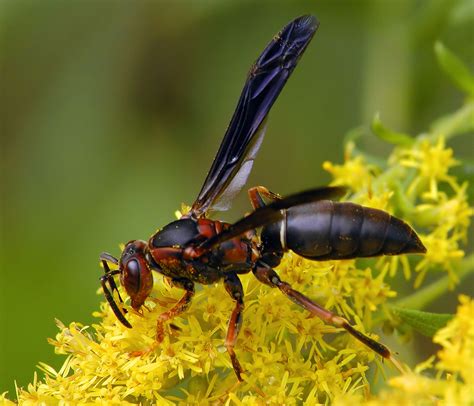 Taxonomic adventures in the world of paper wasps (Polistes, Vespidae) – Entomological Society of ...