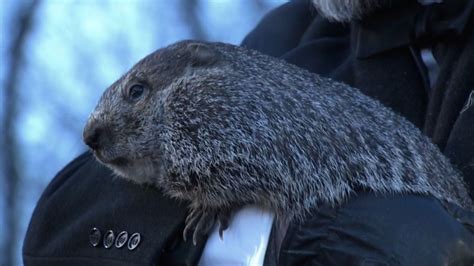 Punxsutawney Phil left his burrow for his annual prediction. Here’s how ...