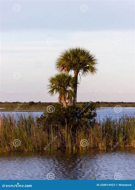 Vertical Shot of a Wetland with Tall Grass and Palm Trees in Everglades, Florida, USA Stock ...