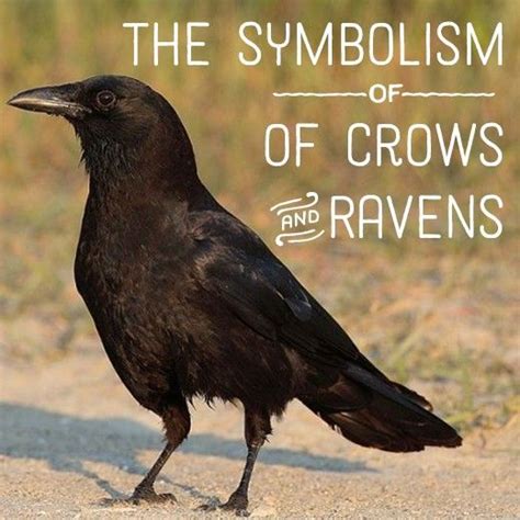 Raven and Crow Symbolism and Meaning | American crow, Crows ravens, Crow