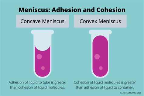 Cohesion Vs Adhesion