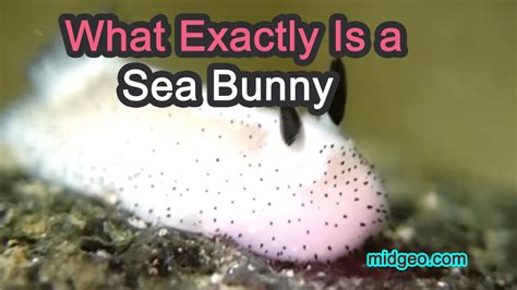 What Exactly Is An Amazing Sea Bunny Slug