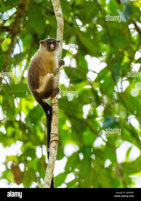 Adult black tailed marmoset hi-res stock photography and images - Alamy