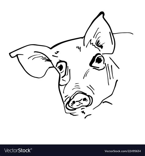 Black pig head silhouette Royalty Free Vector Image