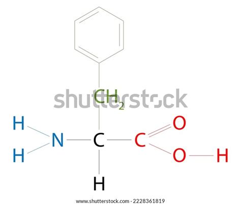 Structure Phenylalanine Amino Acid Can Be Stock Illustration 2228361819 | Shutterstock