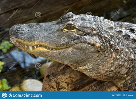 Closeup American Alligator Showing His Teeth Stock Image - Image of reptile, mississippiensis ...