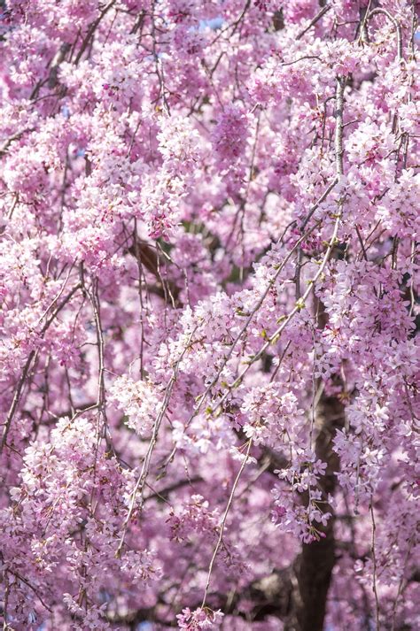 Double Pink Weeping Cherry Blossom Tree - Bright pink blossoms cascade ...