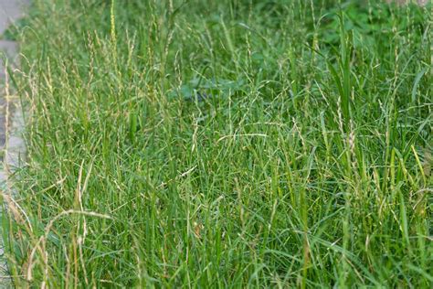 How Perennial Ryegrass Spreads: A Comprehensive Guide | LawnHelpful.com