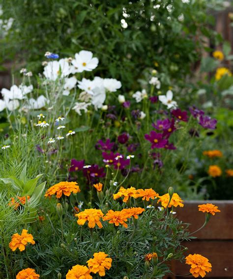 Why and How to Start Annual Plants from Seed - Horticulture