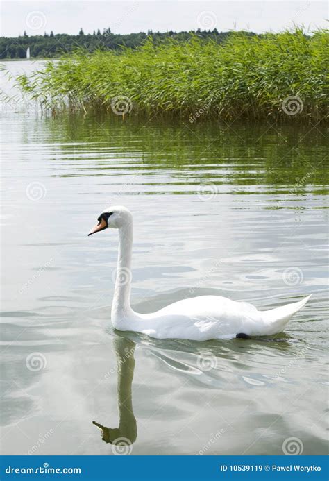 White swan on a lake stock image. Image of peaceful, bird - 10539119