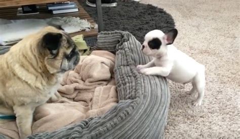 (Video) Adorable Frenchie Puppies Get to Know Their Special Needs Pug Brother and it's So ...