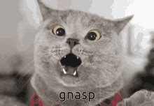 Cat Gasp GIFs | Tenor