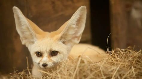 Why Do Fennec Foxes Have Big Ears? – All Small Pets