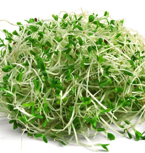 Organic Alfalfa Sprouting Seeds – West Coast Seeds