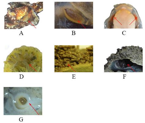 The biological evolution trend of respiration: (A) Aplysia californica;... | Download Scientific ...