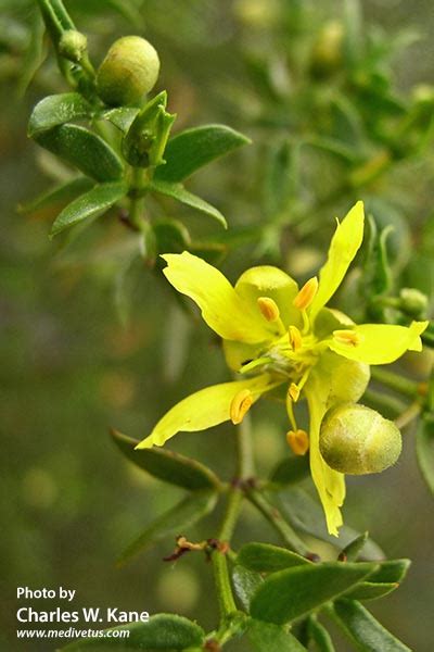 Larrea tridentata | Creosote bush | Medicinal Uses | Charles W. Kane ...