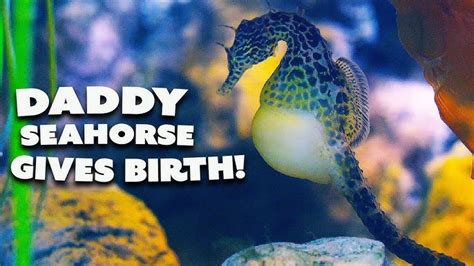 Seahorse Giving Birth Video