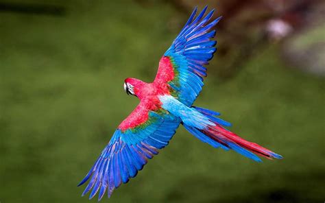 Colorful Birds Macaws Long Tailed Parrots Widespread Wings In Flight Birds Wallpaper For Desktop ...