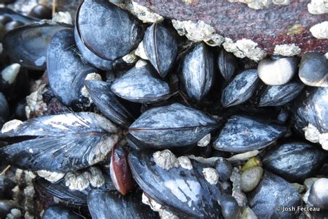 Blue Mussels - North and South Rivers Watershed Association