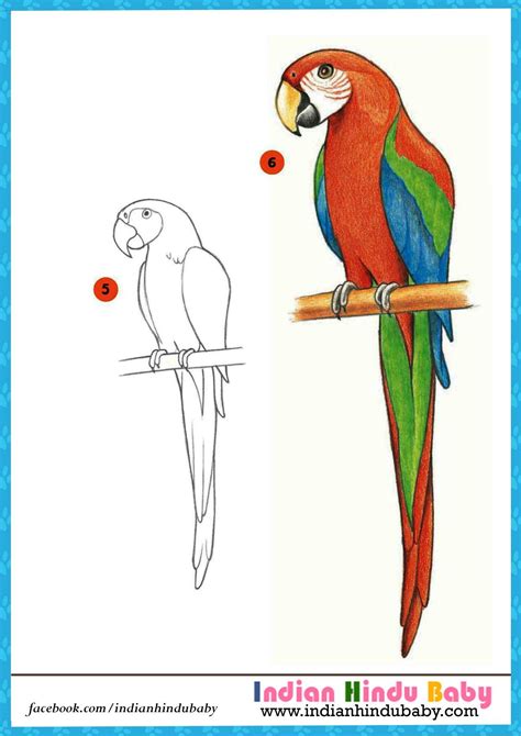 Parrot Drawing at GetDrawings | Free download