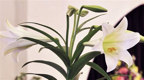 The Meaning of Easter Lilies and Other Seasonal Plants - Alsip Home & Nursery