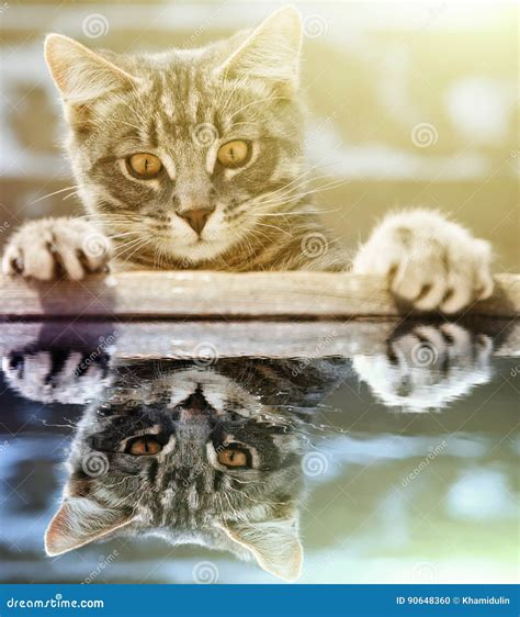 Cute Little Kitten Crawling in the Water. Stock Photo - Image of clean, furry: 90648360