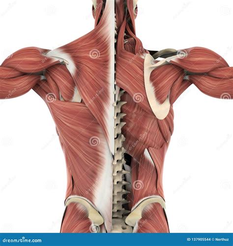 Back Muscles Anatomy Chart Spine And Back Muscles Anatomy Poster | The Best Porn Website