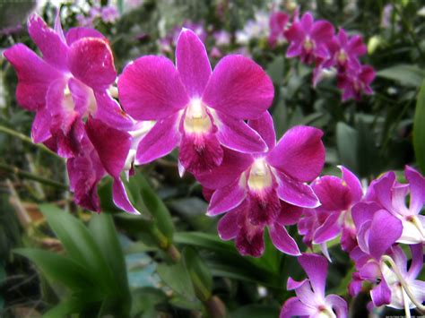 File:Orchid flowers.jpg - Wikipedia