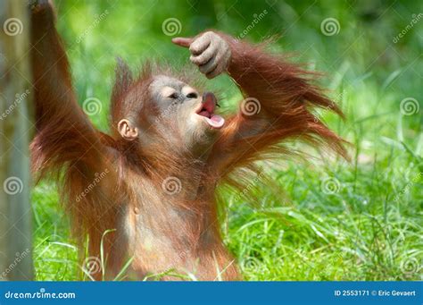 Cute baby orangutan stock image. Image of monkey, captive - 2553171