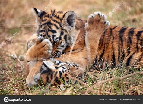 Cute Bengal Tiger Cubs