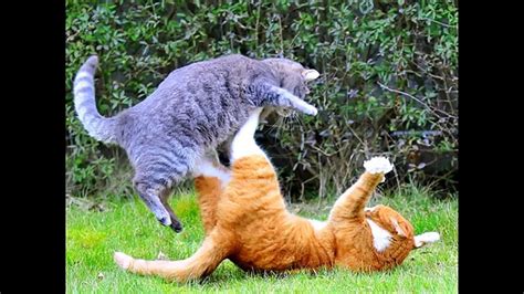 Funny Pictures Of Cats And Dogs Fighting