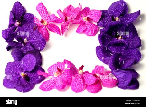 A Purple orchids on a isolated background Stock Photo - Alamy