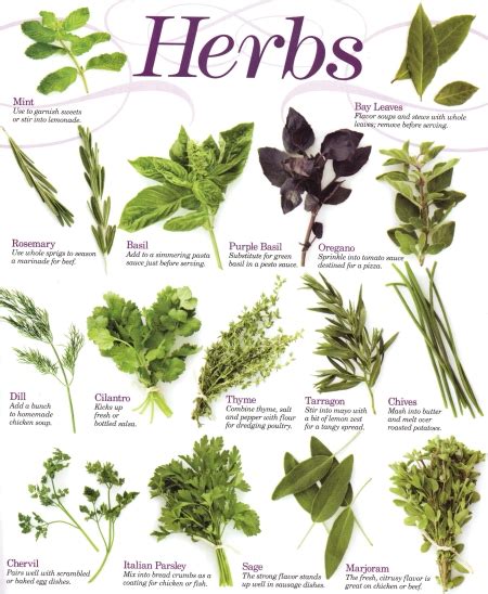 Growing Herbs | Gardening Australia Guide