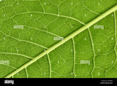 Leaf veins close up Stock Photo - Alamy