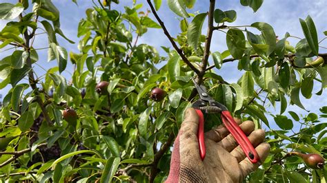 Pruning Pear Tree Water Sprouts at Heidi Appel blog