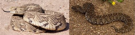 9 COMMON Types of Snakes Found in the Congo! (2023) - Bird Watching HQ