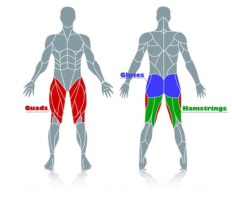 Leg Press Muscles Used