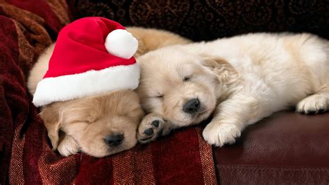 Christmas Dog Wallpaper - WallpaperSafari