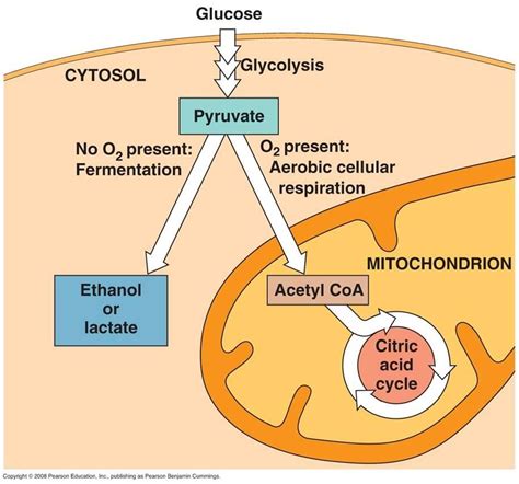 Anaerobic Respiration Flow Diagram at Linda Horton blog