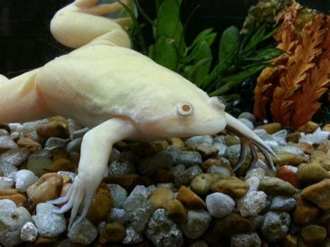 Albino Aquatic Frog Wallpapers HD Download