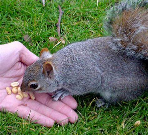 Squirrel eating peanuts | EXPLORE#164 bighugelabs.com/flickr… | Flickr