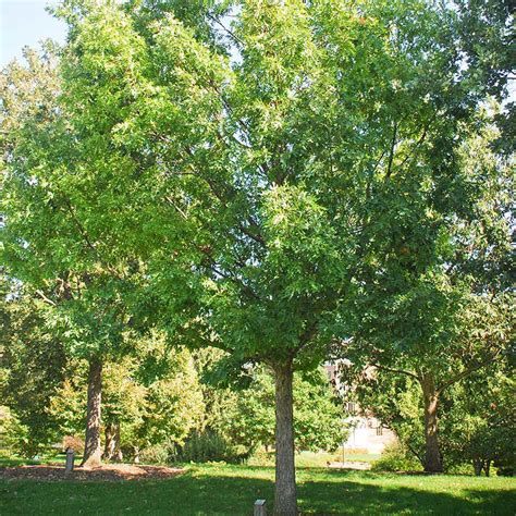 Discover The Perfect Oak Tree Species For Your Small Garden: Expert Recommendations And Tips ...