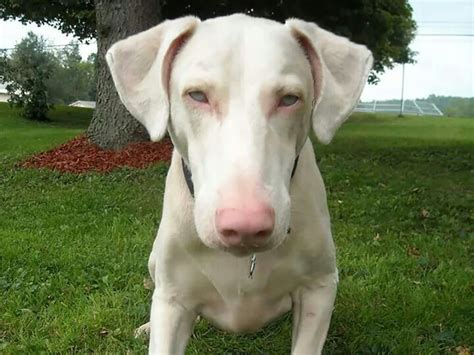 Are Albino Dogs Rare