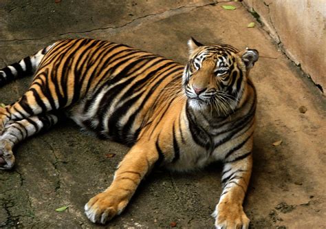 File:Bengal Tiger.jpg - Wikipedia