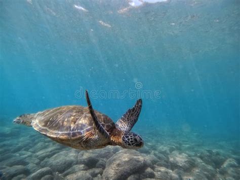 Turtle swimming underwater stock image. Image of turtle - 275469645