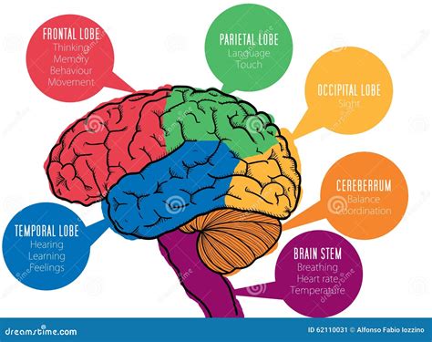 Parts Of The Human Brain And Their Functions