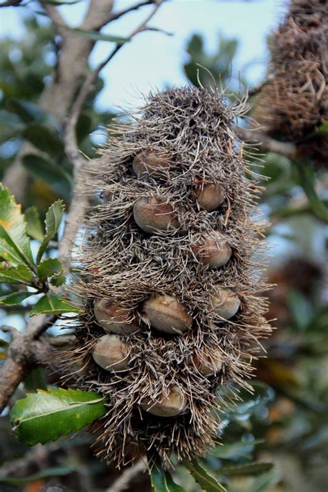 Banksia cone stock photo. Image of australia, australian - 31818396