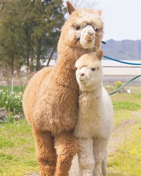 Mama And Baby Llama - BABBIESCIS